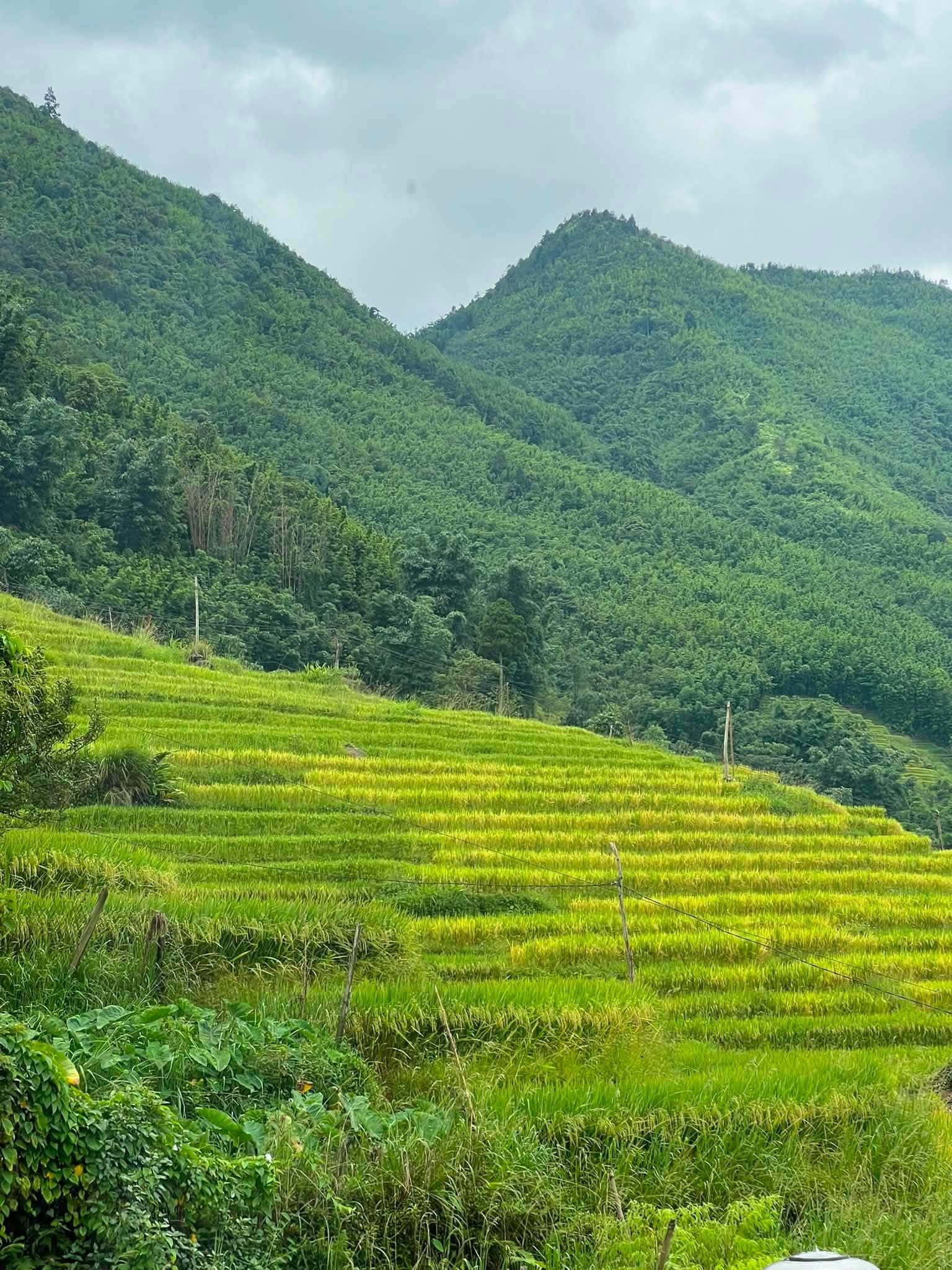 Ruộng bậc thang xanh trên sườn núi Tả Van